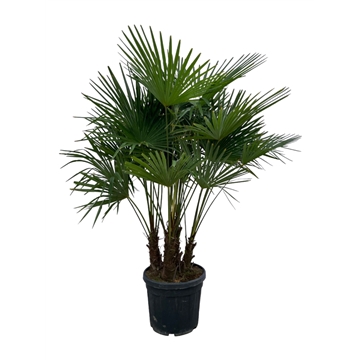 Trachycarpus fortuneii / Eagle palm Multiestam P50 200cm * 2024