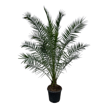 Phoenix Canariensis P45 300cm