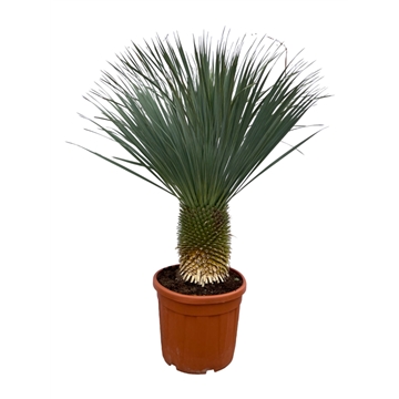 Yucca Rostrata P55 160cm