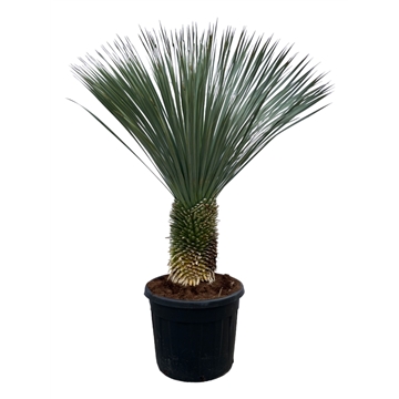 Yucca Rostrata P65 180cm