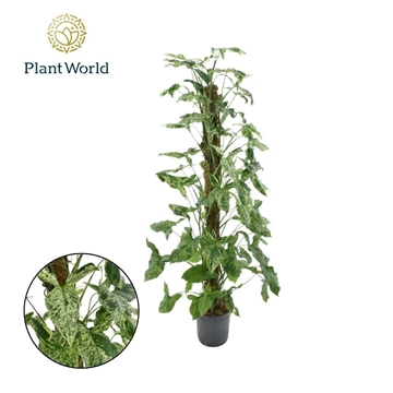 Syngonium Mottled Mosstok P18