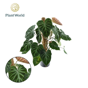 Philodendron Verrucosum Mosstok P16