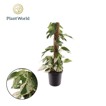 Epipremnum Marble King mosstok P16