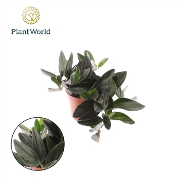 Scindapsus &#39;Treubii&#39; Dark Form 15cm