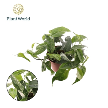 Epipremnum Pinnatum Variegata P15