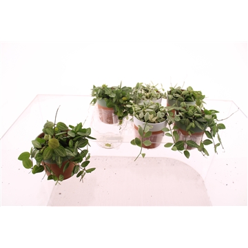 Dischidia mix Melon - White Diamond p10,5 in Romy keramiek klok