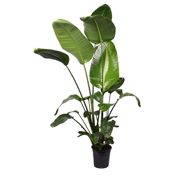 Strelitzia Nicolai 3 PP (zonder bloem) P24 160-180cm