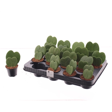 Hoya kerrii double heart 2 pp