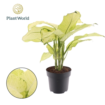 Dieffenbachia Pho Thong P21