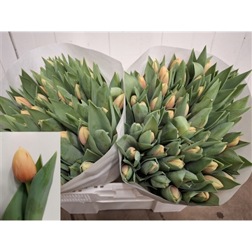 marit 100 25
