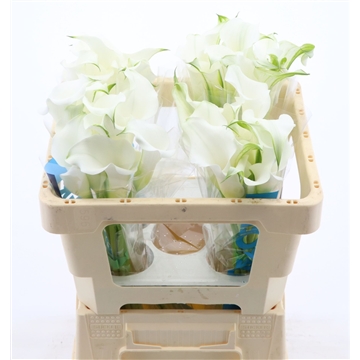 Calla White Mambo