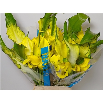Calla Alice Springs | Dubbelbloemig