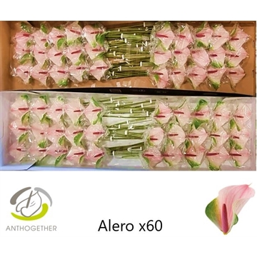 ANTH A ALERO 60 SmartP