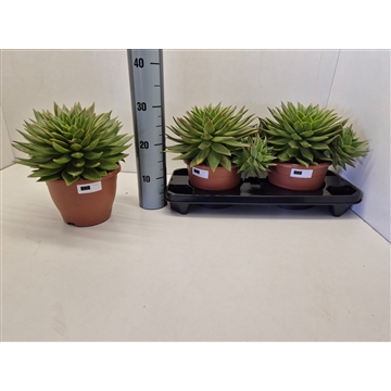 Echeveria Agavoides Ebony Red Lips