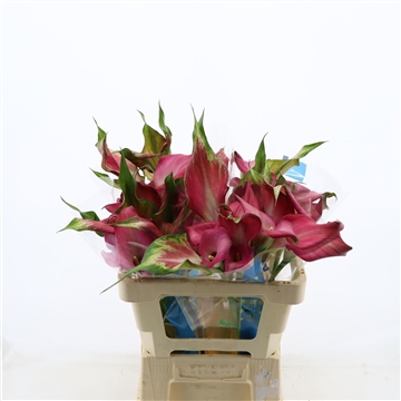 Calla Zazu | Dubbelbloemig