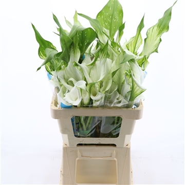 Calla White Mambo | Dubbelbloemig