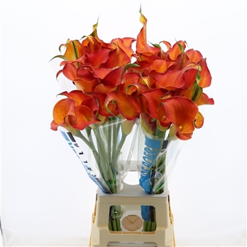 Calla Trinity
