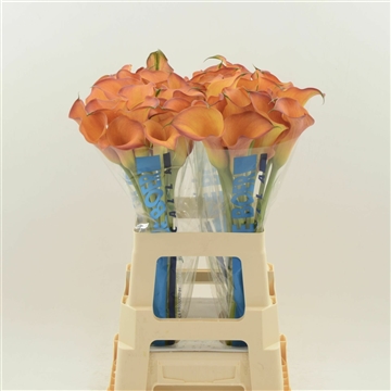 Calla Odeon