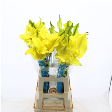 Calla Alice Springs | Dubbelbloemig