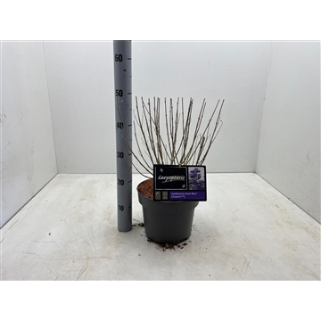 Caryopteris x &#39;Grand Bleu&#39; C5