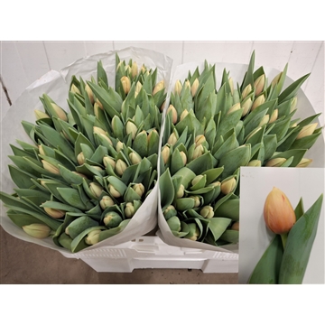 marit 120 25