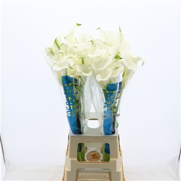 Calla White Mambo