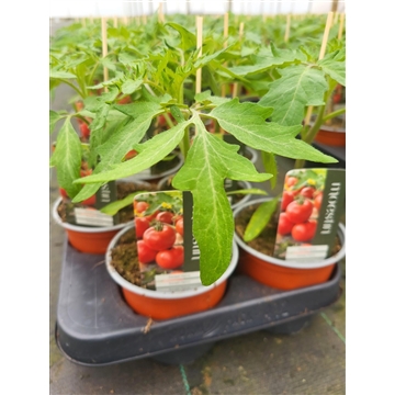 Tomatenmix wisselend assortiment