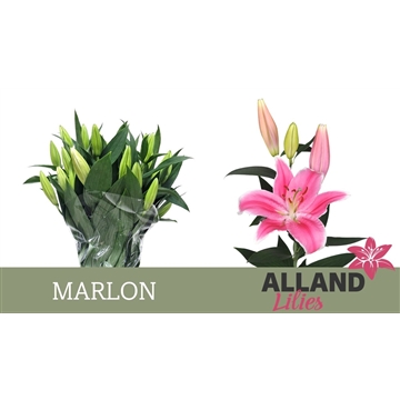 LI OT MARLON