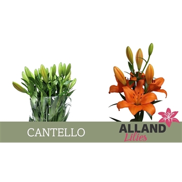 LI LA CANTELLO