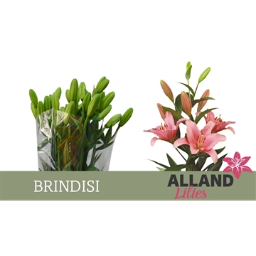 LI LA BRINDISI