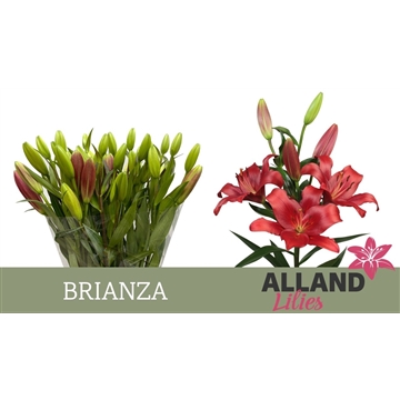 LI LA BRIANZA