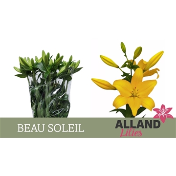 LI LA BEAU SOLEIL