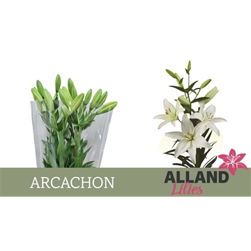 LI LA ARCACHON