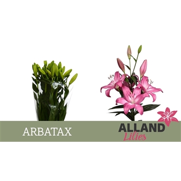 LI LA ARBATAX
