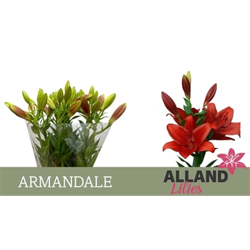 LA LI ARMANDALE