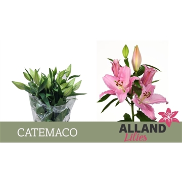 LI OT CATEMACO