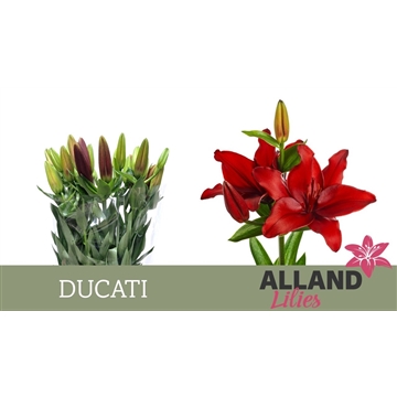 LI LA DUCATI