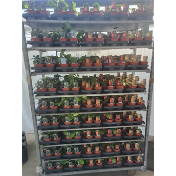 Vruchtgroentenmix wisselend assortiment