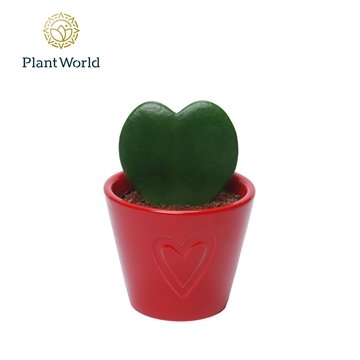 Hoya kerrii met keramiek Boston Rood