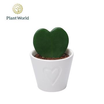 Hoya kerrii met keramiek Boston Wit