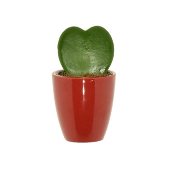 Hoya Kerrii 1pp p6 in keramiek Osaka rood