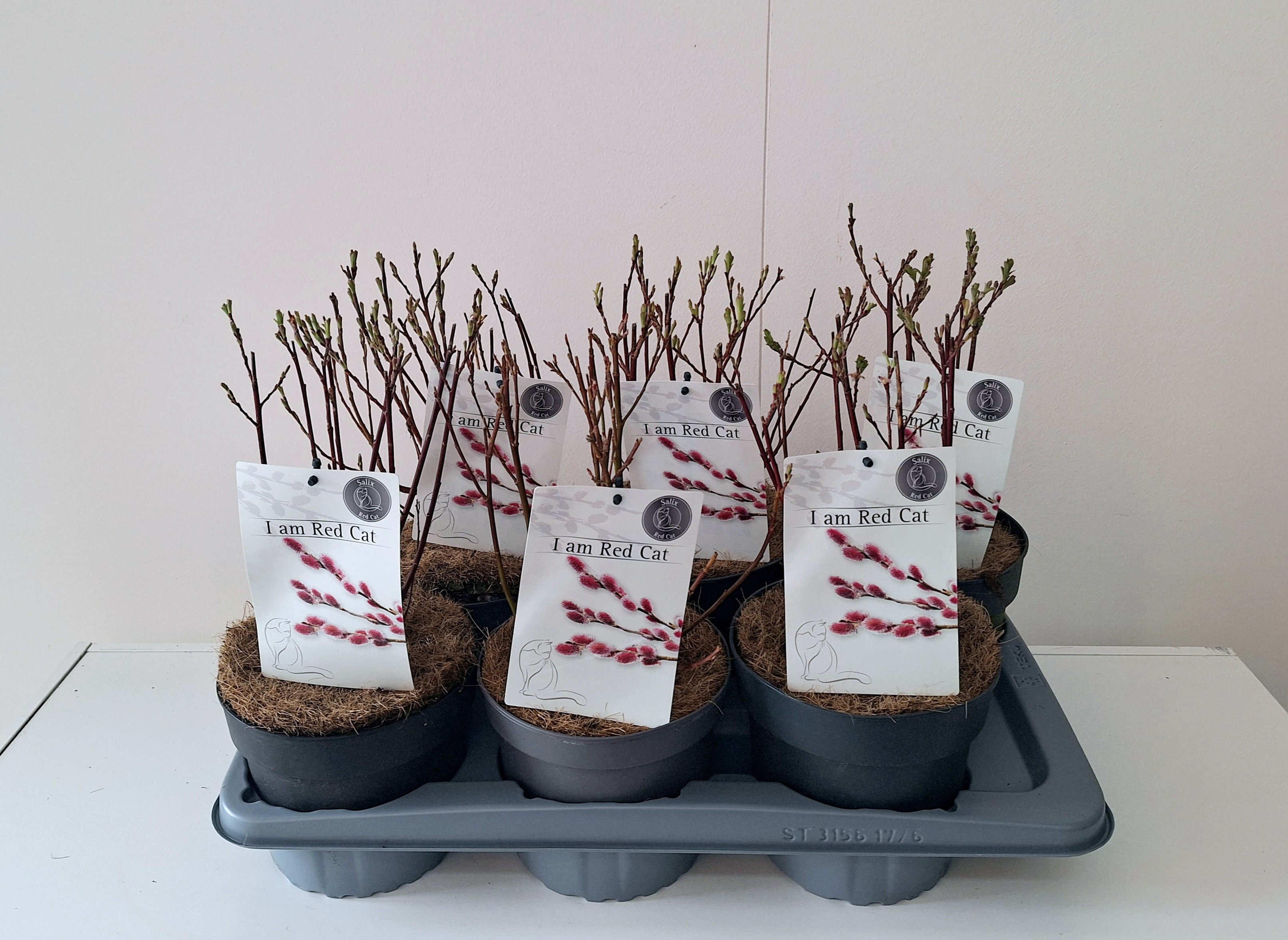 Salix Mount Aso bush p17 (ASOBUSH) - FloraXchange