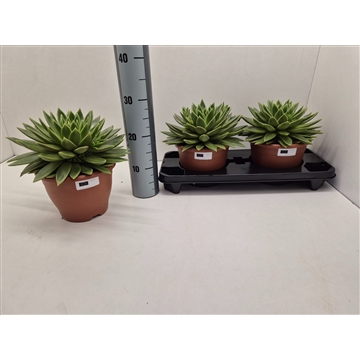 Echeveria Miranda
