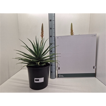 Aloe Arborescens