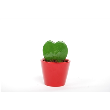 Hoya kerrii 1pp keramiek Rotterdam