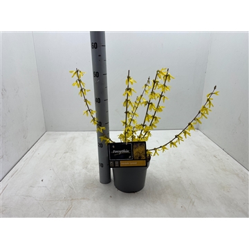 Forsythia intermedia &#39;Lynwood&#39; C3