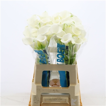 Calla White Mambo