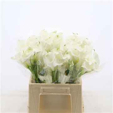 Calla White Mambo