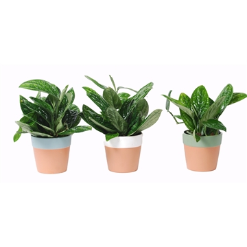 Epipremnum &#39;Marble Planet&#39; in keramiek Romy