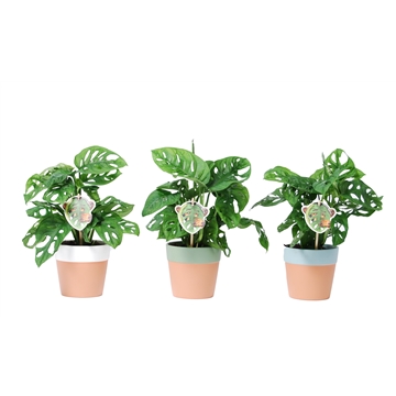 Monstera obliqua &#39;Monkey Leaf&#39; in keramiek Romy